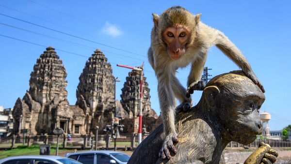 プラーン・サームヨート（寺院）周辺のサルの銅像に上るサル（タイ、ロッブリー） - Sputnik 日本