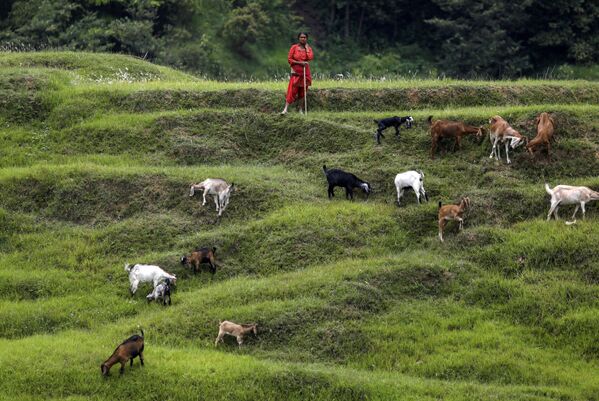 ヤギを放牧する女性（ネパール、バクタプル） - Sputnik 日本