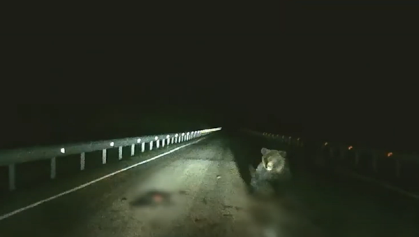 夜中のドライブでビックリ　クマが車に突進 - Sputnik 日本