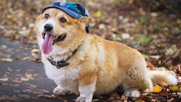 Первая собака породы вельш-корги пемброк на службе в российской полиции - Sputnik 日本