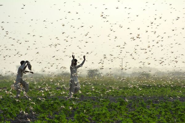 畑でバッタの大群を追い払おうとする農民たち（パキスタン、シンド州） - Sputnik 日本