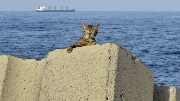 海沿いの遊歩道に佇む猫（アルジェリア、アルジェ）
 - Sputnik 日本