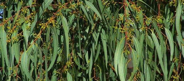 ユーカリ ユーカリ - Sputnik 日本