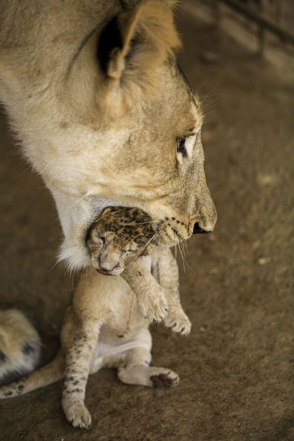 スーダン、ハルツームのクク動物園で生まれたバーバリライオンの赤ちゃん（2020年6月25日撮影） - Sputnik 日本