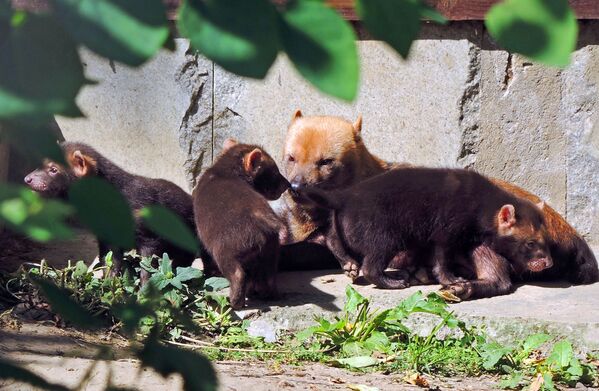 ロシア、モスクワ動物園のヤブイヌの親子 - Sputnik 日本