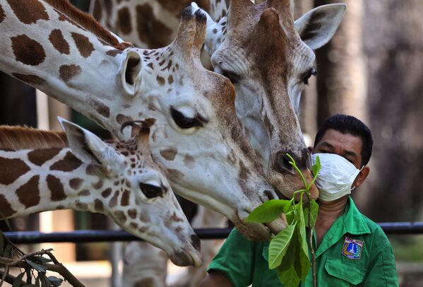 インドネシア、ジャカルタのラグナン動物園で食事中のキリンの親子（2020年6月17日撮影） - Sputnik 日本