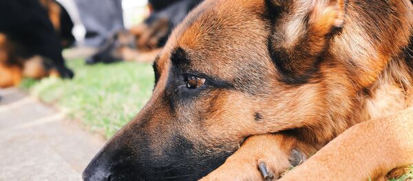 米国、犬が負傷兵のベッドを後にすることを拒む - Sputnik 日本