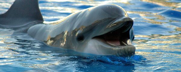 イルカ - Sputnik 日本