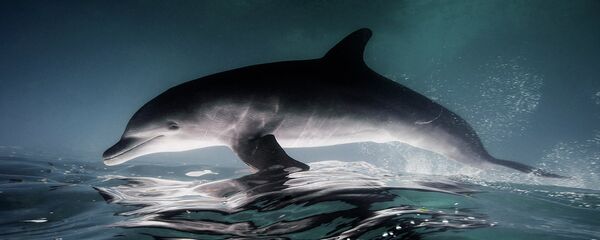 イルカ - Sputnik 日本