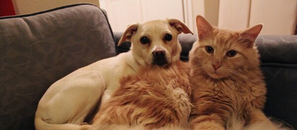 日本では人間ばかりか動物も長寿！ - Sputnik 日本