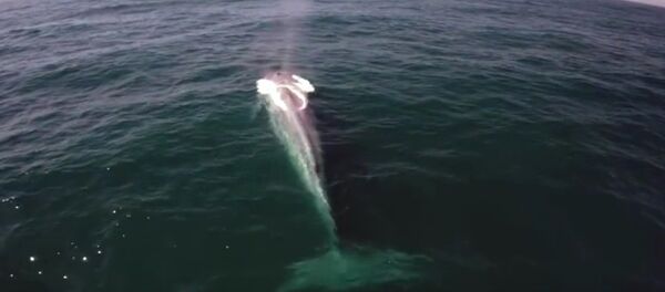 クジラはなかなか見つからない、という趣旨の番組中に偶然クジラが出現 クジラはなかなか見つからない、という趣旨の番組中に偶然クジラが出現 - Sputnik 日本