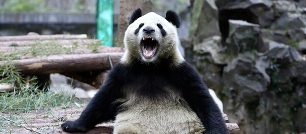 パンダ - Sputnik 日本