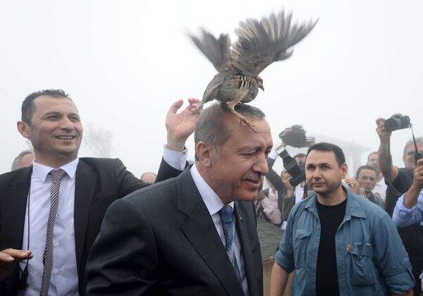 トルコのエルドガン大統領の頭に舞い降りた「おおしぎ」 - Sputnik 日本