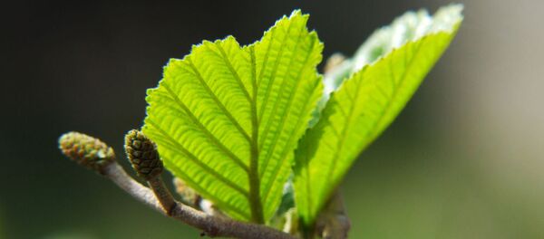 惑星に生命が誕生する主要な条件が明らかに - Sputnik 日本