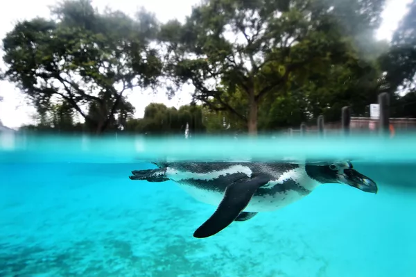 ロンドン動物園のペンギン。8月26日、毎年恒例のロンドン動物園の動物達の体重測定が行われた(なんと1万7千もの動物の体重が測られた)。 ロンドン動物園のペンギン。8月26日、毎年恒例のロンドン動物園の動物達の体重測定が行われた(なんと1万7千もの動物の体重が測られた)。 - Sputnik 日本