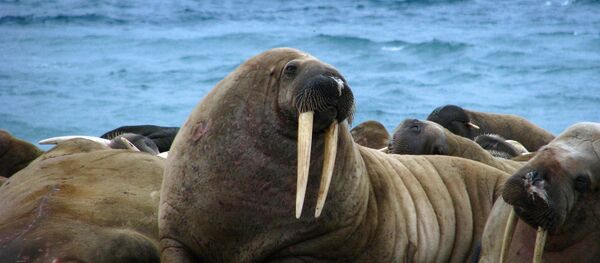 セイウチ セイウチ - Sputnik 日本