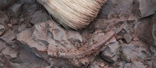 フランスで500キロの恐竜の骨が見つかる【写真・動画】 フランスで500キロの恐竜の骨が見つかる【写真・動画】 - Sputnik 日本