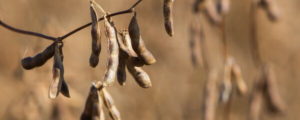 醤油 醤油 - Sputnik 日本