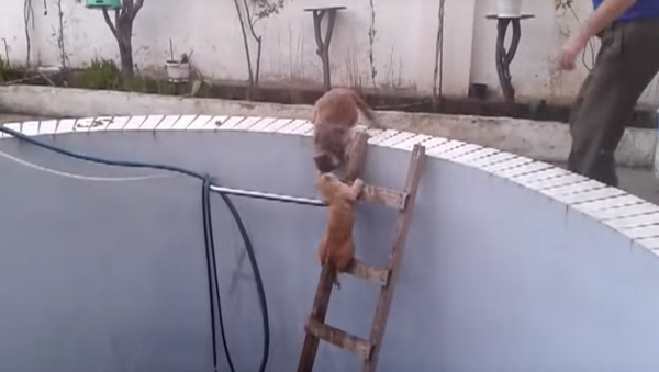 「お前ニャンか、死んニャえ！」恐るべし、ウクライナのネコ対決 - Sputnik 日本