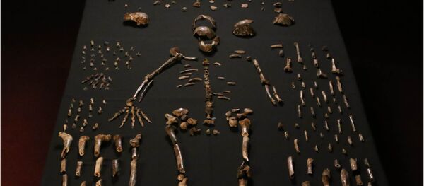 アフリカで新種のヒト科動物の化石が発見される アフリカで新種のヒト科動物の化石が発見される - Sputnik 日本