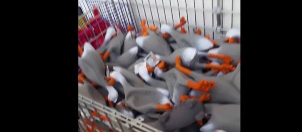 大衆向け科学番組「怪しい伝説」司会者、Facebookに愉快な動画を掲載 大衆向け科学番組「怪しい伝説」司会者、Facebookに愉快な動画を掲載 - Sputnik 日本