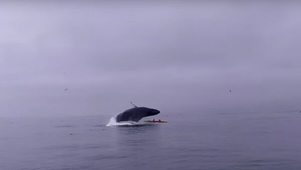 ４０トンものクジラがカヤックを直撃 - Sputnik 日本