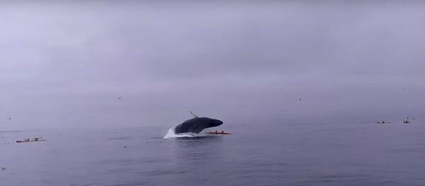 ４０トンものクジラがカヤックを直撃 - Sputnik 日本