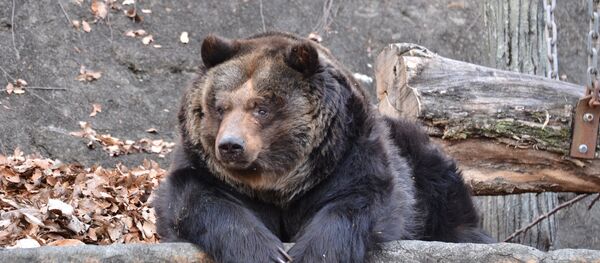 ヒグマ ヒグマ - Sputnik 日本