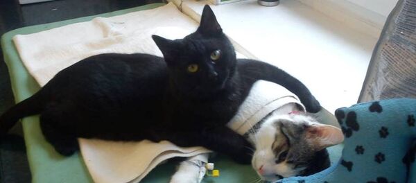 ポーランドの動物保護センターに住む看護ネコ - Sputnik 日本