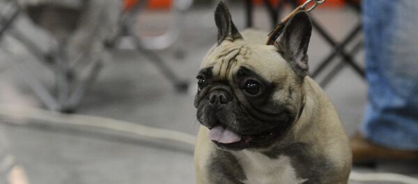フレンチブルドック - Sputnik 日本