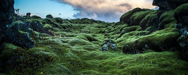 コケ コケ - Sputnik 日本