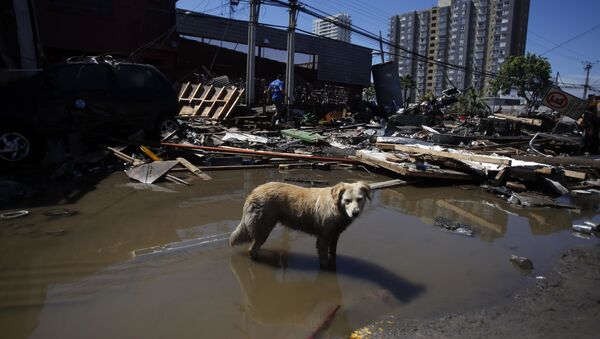 Собака на затопленной улице в Чили - Sputnik 日本