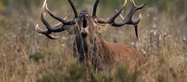 シカ シカ - Sputnik 日本