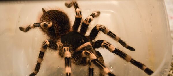 クモ - Sputnik 日本